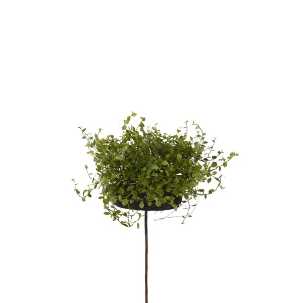 Muehlenbeckia 28 cm